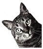 corner cat_Artboard 1.png