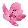 Flower 5