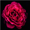 Flower Photo