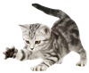 kitty