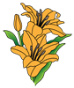 lily