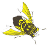 MP_Bee