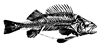 MP_Fish