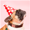 Party Dog Photo