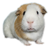 PepeGuineaPig