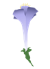 purple