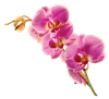Radiant Orchid Stem