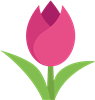 Tulip