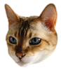WasabiCat